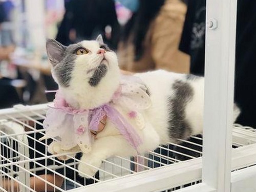 娱乐圈版权风云再起：酱侵权事件背后的复杂博弈